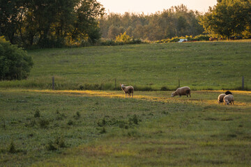 Sheep in a field