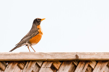 bird robin sparrow fence orange