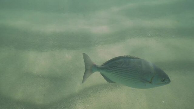 Curious Grey Fish Swimming Calm In Shallow Water In Sandy Beach In South Baja California Mexico