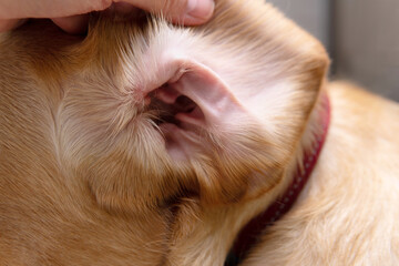 Part of pet body Interior of dog’s ear holding open for cleaning at a vet visit, yellow Dudley Labrador or golden retriever wearing red collar, Dog healthcare and skin allergy concept