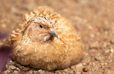 Small brown game bird, the common quail (Coturnix coturnix) also known as the European quail resting and taking sand bath