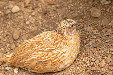 Small brown game bird, the common quail (Coturnix coturnix) also known as the European quail resting and taking sand bath