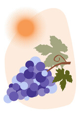 Sprig of blue grapes with leaves and sun. Isolated Vector cartoon illustration. 