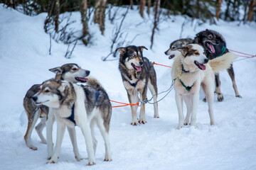 Happy and eager sled dog team waiting for the run on a cold winter day in Finnish Lapland