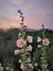 Pink mallows at sunset