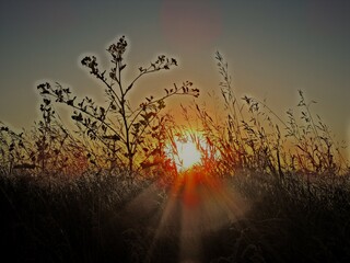 sunset in the grass