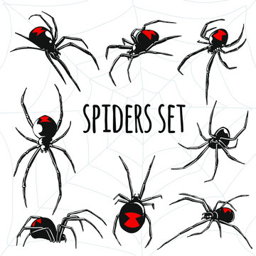black widow spider vector set