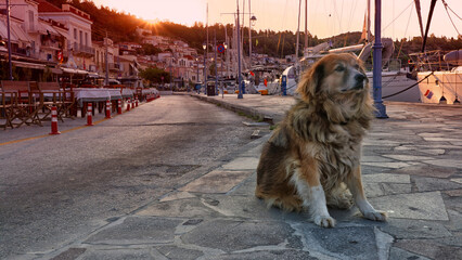 fotografia psa na greckiej kei © TOMASZ