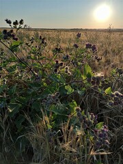 sunset over the field