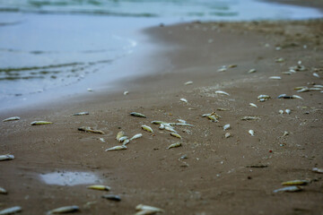 A dead fish washed up on the shore