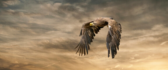 European sea eagle flying in an impressive yellow gold sky with. Bird of prey in flight. Flying birds of prey during a hunt. Social media, web banner of cover