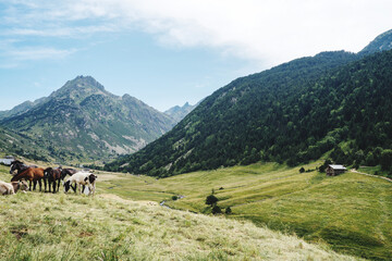 Fototapeta na wymiar Horses in the Andorra mountains landscape