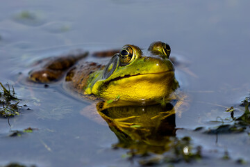 Green frog .Natural scene from Wisconsin state conservation area.