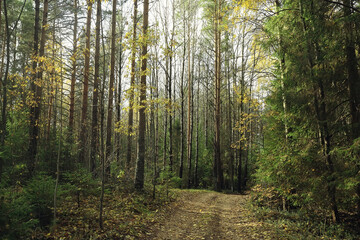 golden autumn forest landscape, mixed forest view, taiga, nature in october