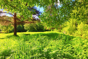 sunny summer day in green park, beautiful landscape trees background