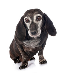 Dachshund in studio