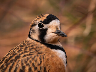 Inland Dotterel portrait