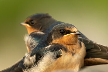 The barn swallow (Hirundo rustica), young after leaving the nest.