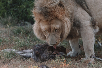 Male Lion eating an animal.