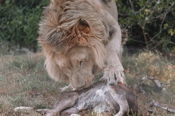 Male Lion eating an animal.