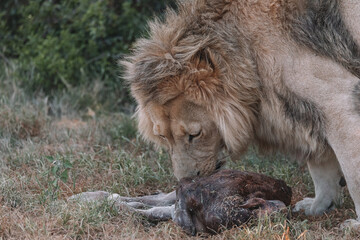 Male Lion eating an animal.