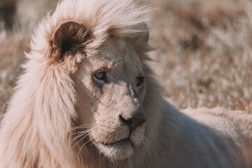 Close up headshot of Africa White Lion