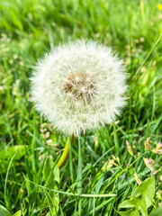 Fototapeta premium Common dandelion