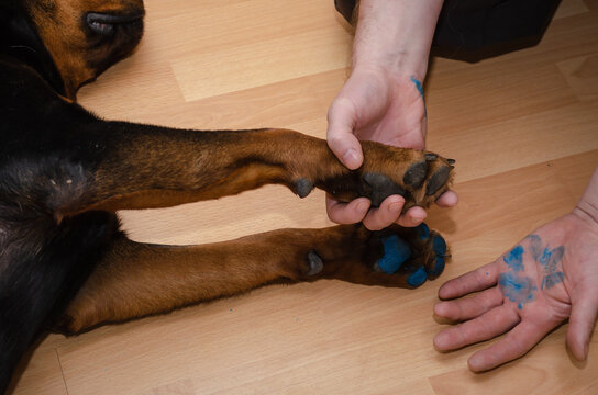 A male demonstrates a blue pet paw print on his palm.