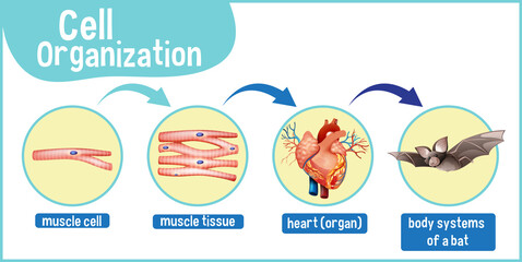 Diagram showing cell organization in a bat