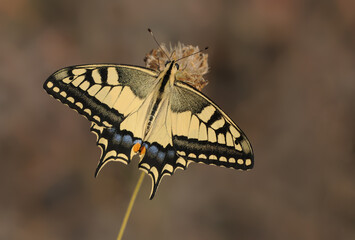Swallowtail Butterfly