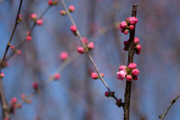plum blossom bud