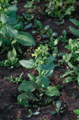 leaves in the garden