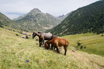 Horses in the mountains - obrazy, fototapety, plakaty