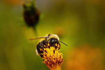 bumblebee on yellow flower