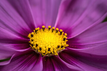 close up of a pink flower