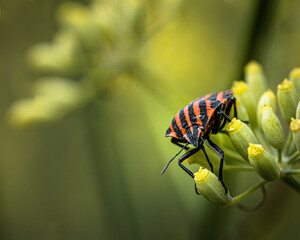 bug on a yellow flower