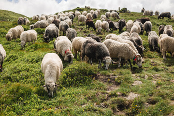 Flock of sheep grazing in a green hill. Livestock, Countryside. Sheep provide wool and milk, meat
