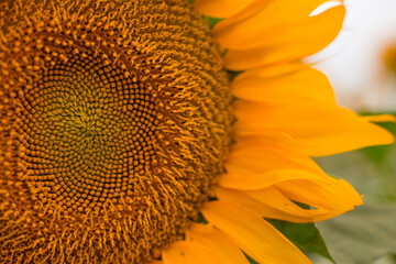 Sunflower blooming, flower natural background. Harvest time agriculture farming oil production.