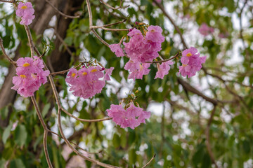 Tabebuia rosea tree flower