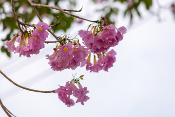 Tabebuia rosea tree flower