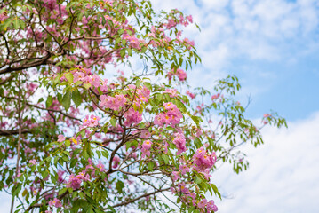 Tabebuia rosea tree flower