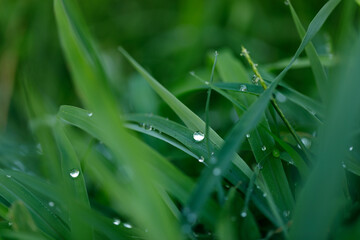 雑草の緑の葉の光る小さい朝露