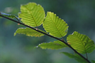 Green branch with bokeh. Green vegetation early in the morning. The leaves are translucent. Ornamental plant.