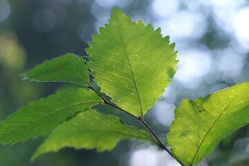 Green branch with bokeh. Green vegetation early in the morning. The leaves are translucent. Ornamental plant.
