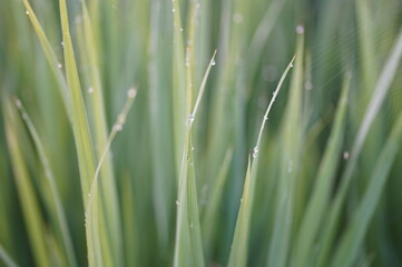 夏の田んぼ（青森県）