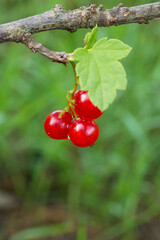 Ripe red currant berries, close-up. A bunch of red berries on a branch.