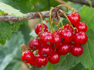 Bunches of red currants, close-up. Ripe red berries.