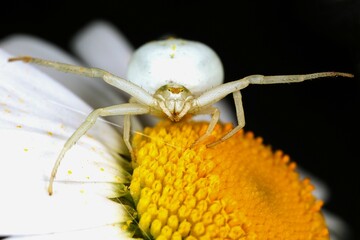 Krabbenspinne (Misumena vatia)