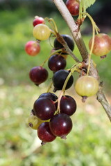 beautiful black currant growing on a green bush in the garden