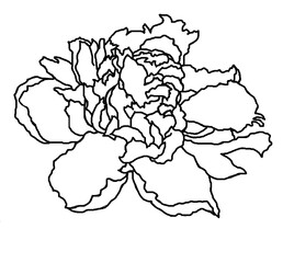 Graphics peony isolated on white background illustration for all prints.